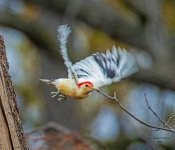 LeucisticRedBelliedWoodpecker004 DeNoiseAI Severe Noise